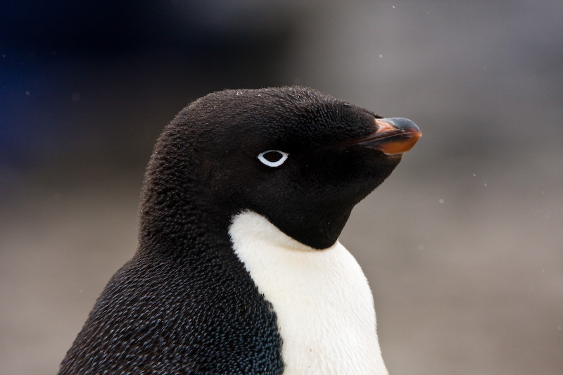 Adélie Penguin